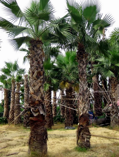 Washingtonia filifera seed